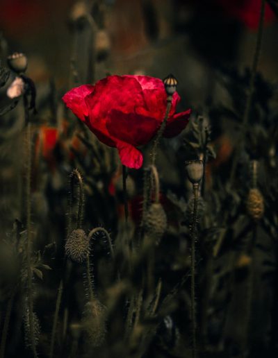 wild flowers